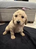 Theodore , a male Goldendoodle for sale in San Fernando, CA – 1 of 9