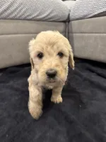 Gracie, a female Goldendoodle for sale in San Fernando, CA – 2 of 3