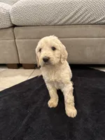 Hogan, a male Goldendoodle for sale in San Fernando, CA – 6 of 9