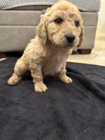 Theodore , a male Goldendoodle for sale in San Fernando, CA – 5 of 9