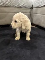 Hogan, a male Goldendoodle for sale in San Fernando, CA – 4 of 9
