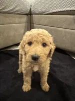 Savannah, a female Goldendoodle for sale in San Fernando, CA – 2 of 6