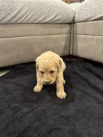 Ellie, a female Goldendoodle for sale in San Fernando, CA – 3 of 3