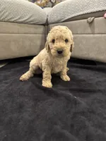 Julian , a male Goldendoodle for sale in San Fernando, CA – 1 of 6