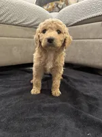 Savannah, a female Goldendoodle for sale in San Fernando, CA – 6 of 6