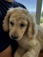 Theodore , a male Goldendoodle for sale in San Fernando, CA – 4 of 8