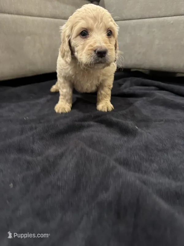 Ellie – Goldendoodle puppy for sale in San Fernando, CA