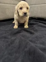 Ellie, a female Goldendoodle for sale in San Fernando, CA – 2 of 3