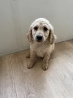 Theodore , a male Goldendoodle for sale in San Fernando, CA – 7 of 8