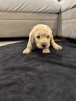 Julian , a male Goldendoodle for sale in San Fernando, CA – 4 of 6