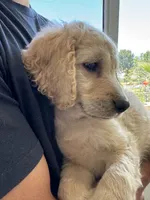 Theodore , a male Goldendoodle for sale in San Fernando, CA – 3 of 8