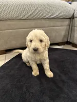 Hogan, a male Goldendoodle for sale in San Fernando, CA – 2 of 9