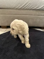 Hogan, a male Goldendoodle for sale in San Fernando, CA – 3 of 9