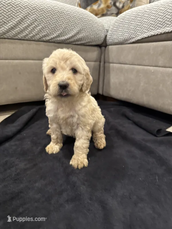 Gracie – Goldendoodle puppy for sale in San Fernando, CA