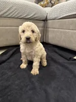 Gracie, a female Goldendoodle for sale in San Fernando, CA – 1 of 3
