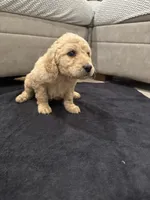 Theodore , a male Goldendoodle for sale in San Fernando, CA – 8 of 9