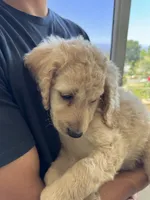 Theodore , a male Goldendoodle for sale in San Fernando, CA – 6 of 8