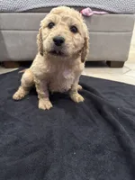 Theodore , a male Goldendoodle for sale in San Fernando, CA – 4 of 9