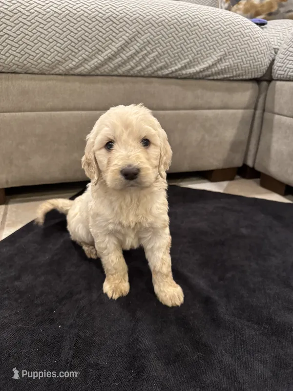 Hogan – Goldendoodle puppy for sale in San Fernando, CA
