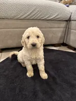 Hogan, a male Goldendoodle for sale in San Fernando, CA – 1 of 9