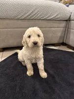 Hogan, a male Goldendoodle for sale in San Fernando, CA – 8 of 9