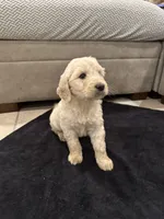 Hogan, a male Goldendoodle for sale in San Fernando, CA – 5 of 9