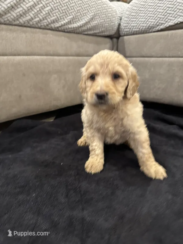 Ellie – Goldendoodle puppy for sale in San Fernando, CA