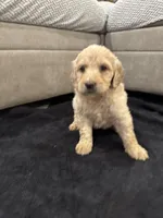 Ellie, a female Goldendoodle for sale in San Fernando, CA – 1 of 3