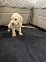 Hogan, a male Goldendoodle for sale in San Fernando, CA – 7 of 9