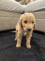 Savannah, a female Goldendoodle for sale in San Fernando, CA – 4 of 6