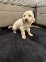 Hogan, a male Goldendoodle for sale in San Fernando, CA – 9 of 9