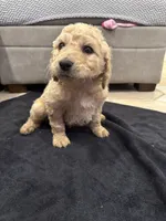Theodore , a male Goldendoodle for sale in San Fernando, CA – 9 of 9