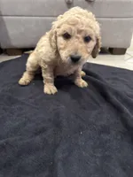 Theodore , a male Goldendoodle for sale in San Fernando, CA – 3 of 9