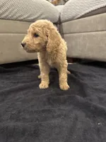 Savannah, a female Goldendoodle for sale in San Fernando, CA – 5 of 6