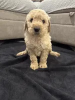 Julian , a male Goldendoodle for sale in San Fernando, CA – 2 of 6