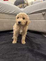 Savannah, a female Goldendoodle for sale in San Fernando, CA – 1 of 6
