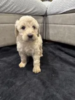 Gracie, a female Goldendoodle for sale in San Fernando, CA – 3 of 3