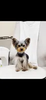 Mochi, a female Yorkshire Terrier for sale in Nokomis, FL – 8 of 8