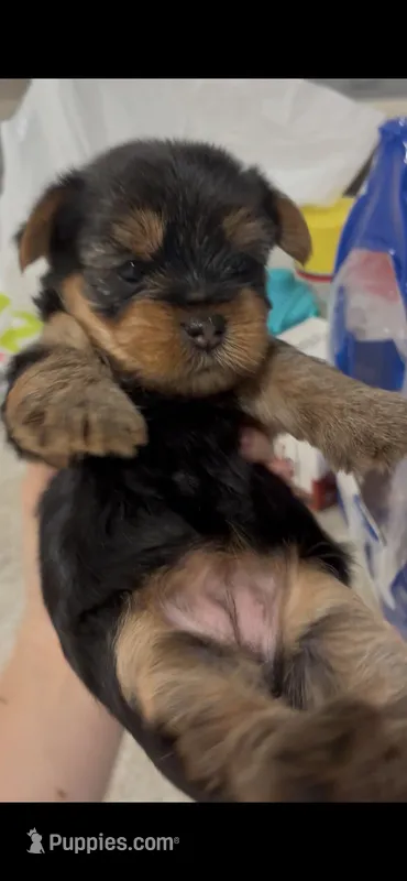 Mochi – Yorkshire Terrier puppy for sale in Nokomis, FL