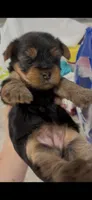 Mochi, a female Yorkshire Terrier for sale in Nokomis, FL – 1 of 8