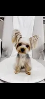 Mochi, a female Yorkshire Terrier for sale in Nokomis, FL – 7 of 8