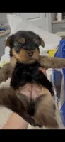 Mochi, a female Yorkshire Terrier for sale in Nokomis, FL – 6 of 8