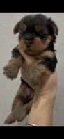 Mochi, a female Yorkshire Terrier for sale in Nokomis, FL – 3 of 8