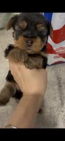Mochi, a female Yorkshire Terrier for sale in Nokomis, FL – 2 of 8