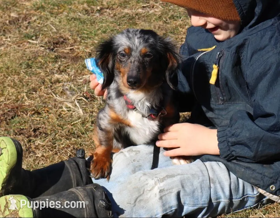 Granite, a male Miniature Dachshund for sale in New Enterprise, PA – Photo 9 of 10