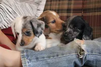 Sprinkles , a female Miniature Dachshund for sale in New Enterprise, PA – Photo 3 of 10