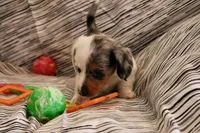 Sprinkles , a female Miniature Dachshund for sale in New Enterprise, PA – Photo 5 of 10