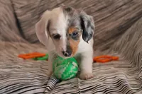 Sprinkles , a female Miniature Dachshund for sale in New Enterprise, PA – Photo 8 of 10