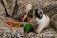 Sprinkles , a female Miniature Dachshund for sale in New Enterprise, PA – Photo 4 of 10