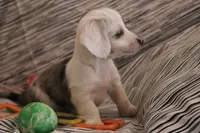 Sprinkles , a female Miniature Dachshund for sale in New Enterprise, PA – Photo 7 of 10